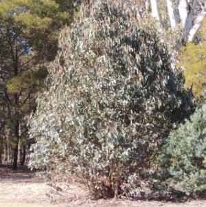 Eucalyptus globulus subsp. bicostata at Greenway, ACT - 20 Aug 2018