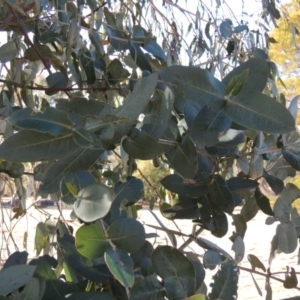 Eucalyptus globulus subsp. bicostata at Greenway, ACT - 20 Aug 2018