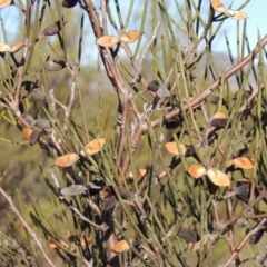 Hakea microcarpa (Small-fruit Hakea) at Greenway, ACT - 20 Aug 2018 by MichaelBedingfield