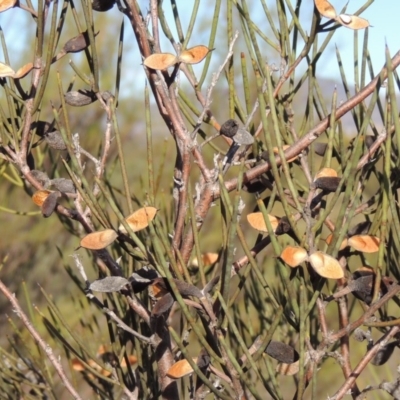 Hakea microcarpa (Small-fruit Hakea) at Greenway, ACT - 20 Aug 2018 by MichaelBedingfield