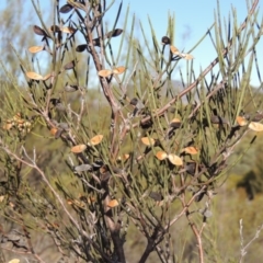 Hakea microcarpa at Greenway, ACT - 20 Aug 2018