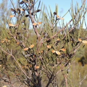 Hakea microcarpa at Greenway, ACT - 20 Aug 2018