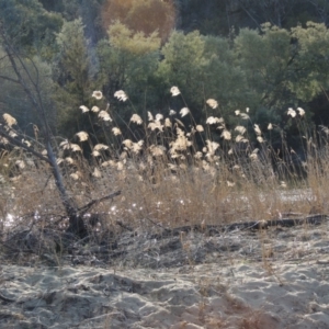 Phragmites australis at Greenway, ACT - 20 Aug 2018