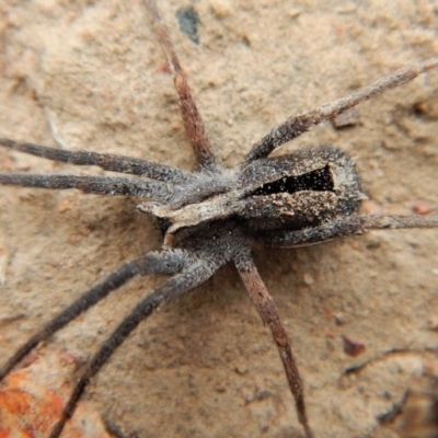 Argoctenus sp. (genus) (Wandering ghost spider) at Black Mountain - 25 Aug 2018 by CathB