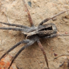 Argoctenus sp. (genus) (Wandering ghost spider) at Black Mountain - 25 Aug 2018 by CathB