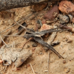 Argoctenus sp. (genus) at Canberra Central, ACT - 25 Aug 2018 11:33 AM