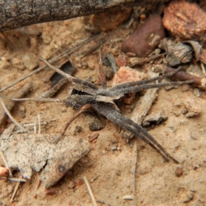 Argoctenus sp. (genus) at Canberra Central, ACT - 25 Aug 2018