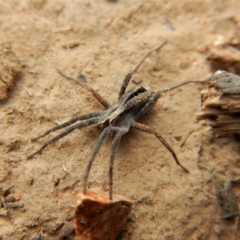 Argoctenus sp. (genus) at Canberra Central, ACT - 25 Aug 2018