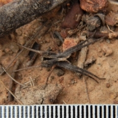Argoctenus sp. (genus) at Canberra Central, ACT - 25 Aug 2018