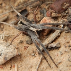 Argoctenus sp. (genus) at Canberra Central, ACT - 25 Aug 2018 11:33 AM