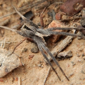 Argoctenus sp. (genus) at Canberra Central, ACT - 25 Aug 2018