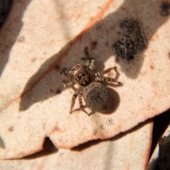 Unidentified Jumping or peacock spider (Salticidae) at Aranda, ACT - 25 Aug 2018 by CathB