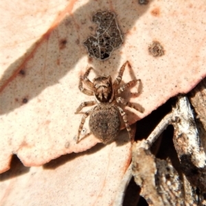 Jotus sp. (genus) at Aranda, ACT - 25 Aug 2018