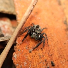 Jotus auripes (Jumping spider) at Black Mountain - 25 Aug 2018 by CathB