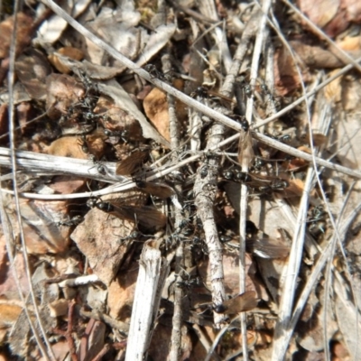 Iridomyrmex sp. (genus) (Ant) at Black Mountain - 25 Aug 2018 by CathB