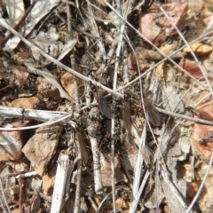 Iridomyrmex sp. (genus) at Canberra Central, ACT - 25 Aug 2018