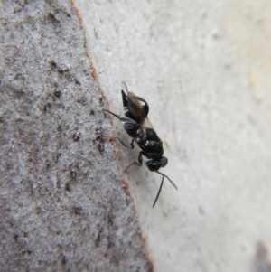 Chalcididae (family) at Aranda, ACT - 25 Aug 2018