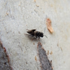 Chalcididae (family) at Aranda, ACT - 25 Aug 2018