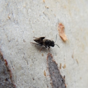 Chalcididae (family) at Aranda, ACT - 25 Aug 2018 12:58 PM