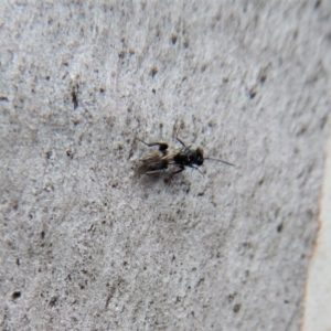 Chalcididae (family) at Aranda, ACT - 25 Aug 2018 12:58 PM