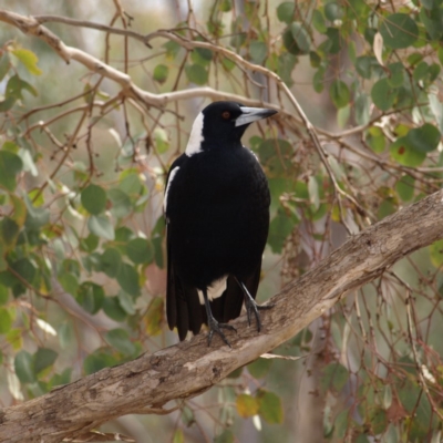 Gymnorhina tibicen (Australian Magpie) at Chifley, ACT - 26 Aug 2018 by MatthewFrawley