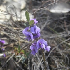 Hovea heterophylla (Common Hovea) at Mount Taylor - 26 Aug 2018 by MatthewFrawley