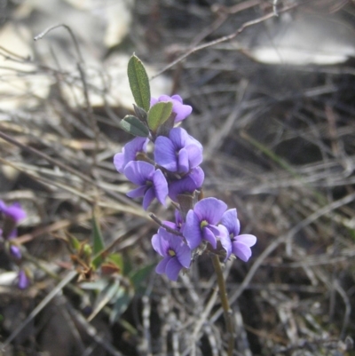 Hovea heterophylla (Common Hovea) at Kambah, ACT - 26 Aug 2018 by MatthewFrawley