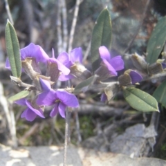 Hovea heterophylla at Kambah, ACT - 26 Aug 2018 10:07 AM