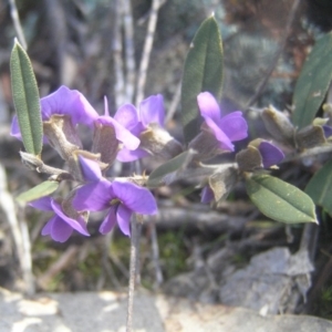 Hovea heterophylla at Kambah, ACT - 26 Aug 2018 10:07 AM