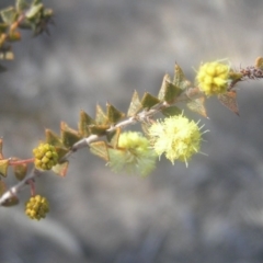 Acacia gunnii (Ploughshare Wattle) at Kambah, ACT - 26 Aug 2018 by MatthewFrawley