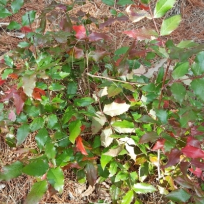 Berberis aquifolium (Oregon Grape) at Isaacs Ridge and Nearby - 26 Aug 2018 by Mike