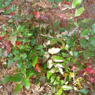 Berberis aquifolium (Oregon Grape) at Jerrabomberra, ACT - 26 Aug 2018 by Mike