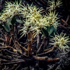 Dendrobium aemulum (Ironbark Orchid) at Bodalla State Forest - 26 Aug 2018 by LocalFlowers