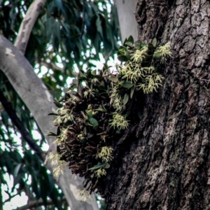 Dendrobium aemulum at Kianga, NSW - suppressed