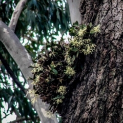 Dendrobium aemulum at Kianga, NSW - 26 Aug 2018