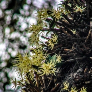 Dendrobium aemulum at Kianga, NSW - suppressed