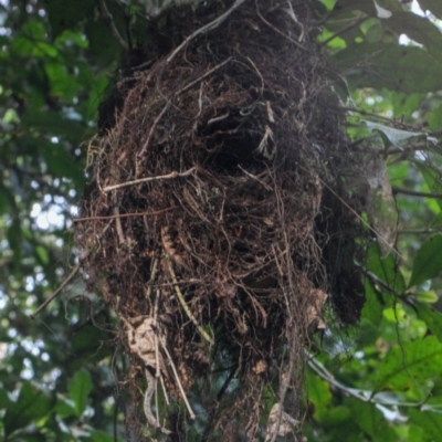 Gerygone mouki (Brown Gerygone) at Box Cutting Rainforest Walk - 26 Aug 2018 by LocalFlowers