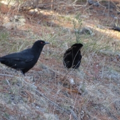 Corcorax melanorhamphos (White-winged Chough) at Isaacs Ridge and Nearby - 26 Aug 2018 by Mike