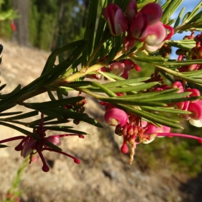 Grevillea sp. (Grevillea) at Isaacs, ACT - 26 Aug 2018 by Mike