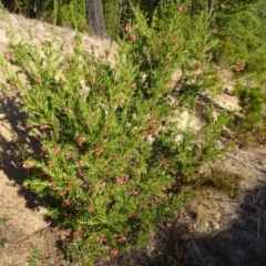 Grevillea sp. at Isaacs, ACT - 26 Aug 2018