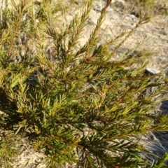 Grevillea sp. (Grevillea) at Isaacs, ACT - 26 Aug 2018 by Mike