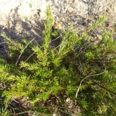 Grevillea sp. (Grevillea) at Isaacs, ACT - 26 Aug 2018 by Mike