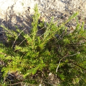 Grevillea sp. at Isaacs, ACT - 26 Aug 2018