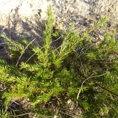 Grevillea (genus) (Grevillea) at Isaacs, ACT - 26 Aug 2018 by Mike