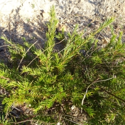 Grevillea sp. (Grevillea) at Isaacs Ridge and Nearby - 26 Aug 2018 by Mike