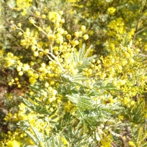 Acacia sp. at Jerrabomberra, ACT - 26 Aug 2018