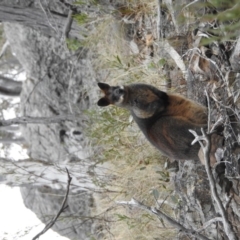 Wallabia bicolor (Swamp Wallaby) at Canberra Central, ACT - 25 Aug 2018 by HelenCross