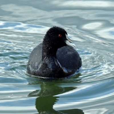 Fulica atra (Eurasian Coot) at Parkes, ACT - 26 Aug 2018 by RodDeb