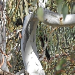 Alisterus scapularis at Parkes, ACT - 26 Aug 2018