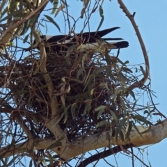 Gymnorhina tibicen (Australian Magpie) at Parkes, ACT - 26 Aug 2018 by RodDeb